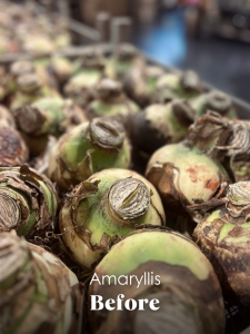 amaryllis