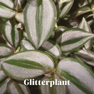 Glitterplant