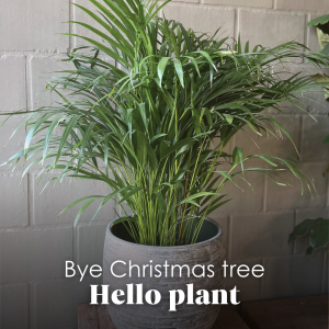 Bye Christmas tree, Hello plant