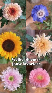 Kies je favoriete bloem!