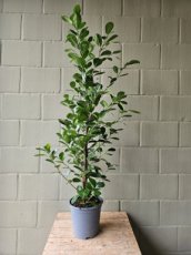 Ficus Moclame