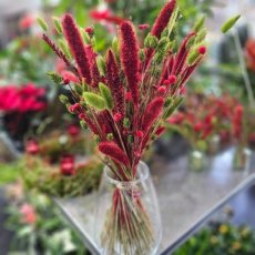 Droogbloemen boeket rood groen