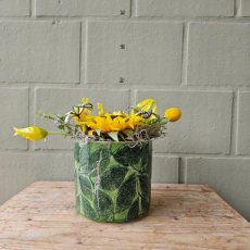644 Golden Hour S in pot