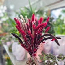 637 Droogbloemen boeket bordeauxrood met bruin