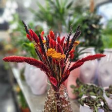 638 Droogbloemen herfst boeket rood oranje en bruin