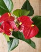 PL07 Flamingoplant met rode bloemen