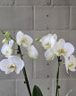 PL04 Vlinderorchidee met witte bloemen