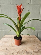 Guzmania