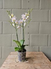 Phalaenopsis Lichtroze