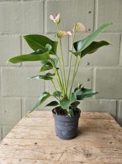 Anthurium lichtroze