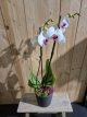 VA01 Hart van liefde - Orchidee