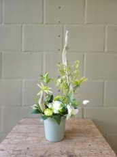 Z104 Greenscape Collectie in pot